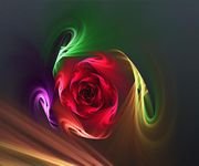 pic for rose flower  